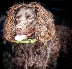 The standard shows that a medium-sized adult American Water Spaniel dog can reach a height at th ...