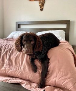 The American Water Spaniel has a well-proportioned physique with a well-developed musculoskeleta ...