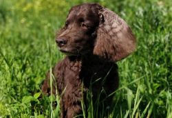 The American Water Spaniel breed appeared in the hunting grounds along the Fox River and its tri ...