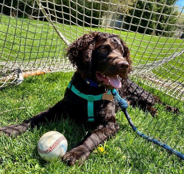 The American Water Spaniel is a small dog with a robust build, broad skull, and drooping ears. T ...