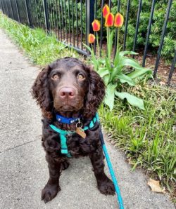 When the American Water Spaniel was first created as a breed, these dogs were distinguished by a ...