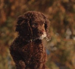 American Water Spaniel swim not very fast, but they can do it for a long time, having excellent  ...