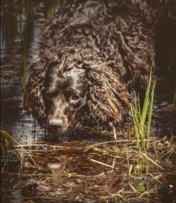 A special role in the breeding of the American Water Spaniel breed is assigned to Whit Boykin, w ...