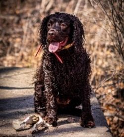The selective work that gave the world the American Water Spaniel was designed to produce a hard ...