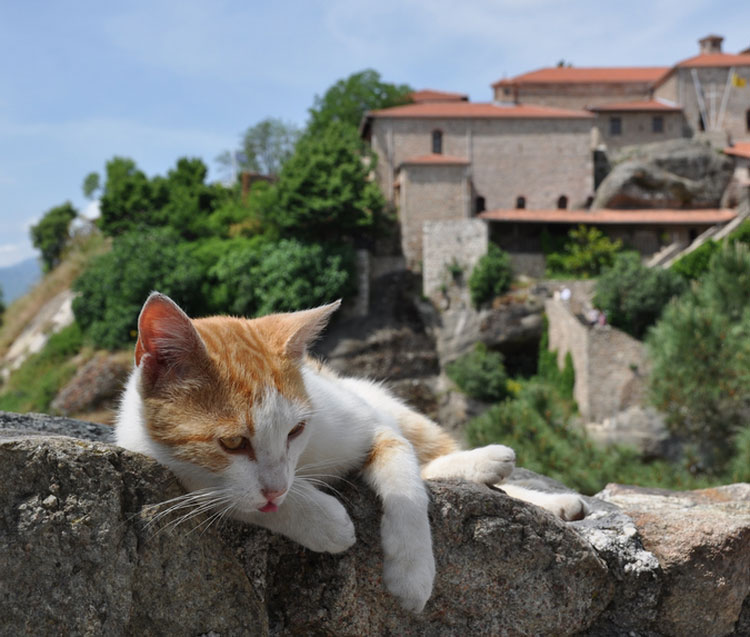 Aegean cats are distinguished by their patient attitude towards children, preferring to retire o ...