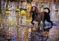 The American Water Spaniel is a natural hunter, copes well with duck, partridge, and pheasant, a ...