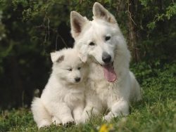 The powerful and muscular white Swiss Shepherd Dog is similar in appearance to an ordinary Germa ...