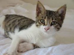 Aegean cats get along great with others and get along well with other animals, but they will not ...