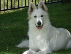 Among the representatives of the breed, there are long-haired individuals and those with medium- ...