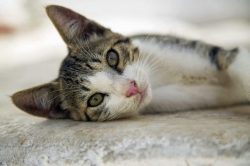 Aegean cats are quite active and curious. To maintain good physical shape in an apartment, it is ...