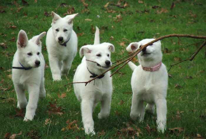 The dog has an elongated croup, slightly inclined towards the base of the tail, the back is stro ...