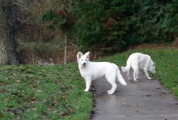The head of the Swiss Shepherd is proportional to the body, has straight clean outlines of lines ...