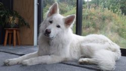 The powerful muzzle is elongated, slightly tapering towards the nose. The nose itself is medium  ...