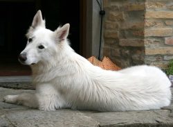 The forelimbs of the Swiss Shepherd Dog are strong, lean, their bones are not too heavy. 
