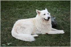 The White Swiss Shepherd Dog moves powerfully, measuredly, sequentially rearranging the limbs. T ...