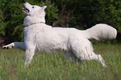 The White Swiss Shepherd Dog is dynamic, temperamental, mobile, and, at the same time, distingui ...