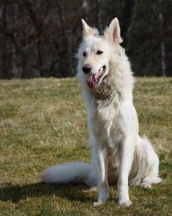 Her character is softer and more restrained than that of the German shepherd, but, despite her g ...