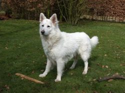 Actually, white shepherd dogs have all the character traits that a service dog possesses: streng ...