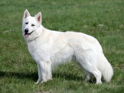 Affectionate and playful, the White Swiss Shepherd Dogs get along well with all family members,  ...
