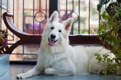 When dealing with babies and animals smaller than herself, the shepherd dog often shows herding  ...