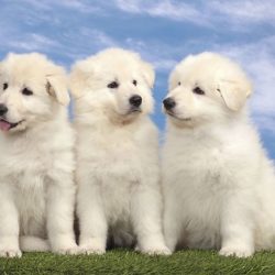 Delicate white Swiss shepherds are in great need of the attention of their owners, their affecti ...