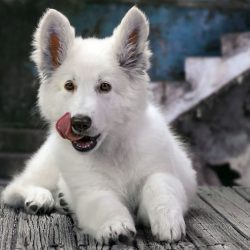 It is unacceptable to use a brutal training method in relation to white Swiss shepherds, and the ...