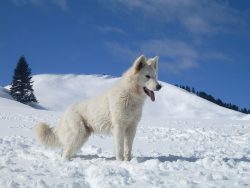 Often the owners themselves do not want to scold and punish their pets, especially when they are ...