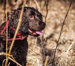 The increased curiosity and activity of the American Water Spaniel can develop into an obsession ...