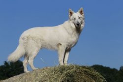 The owner of the White Swiss Shepherd Dog will need calmness, consistency in actions, and confid ...
