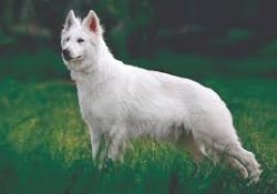 Taking care of the White Swiss Shepherd is easy. 