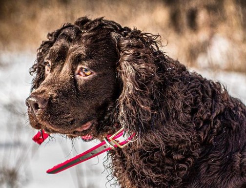 A balanced and calm dog is a merit of education, and not the temperament of a water spaniel. For ...