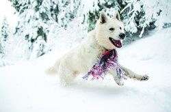During this time, the dog should be brushed at least twice a week using a spray that is speciall ...