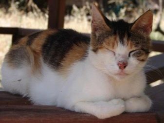 Aegean cats prefer active and outdoor games: running after the ball, hunting fur mice and squeak ...