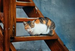 The Aegean cat is called the wealth of Greece. Archaeologists claim that she was the first or on ...