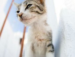 The proximity to the sea and ports has deprived the Aegean cats of their fear of water. Hoping t ...