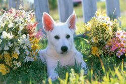 It is advisable to wipe the eyes with a damp cloth daily, the ears can be cleaned twice a month  ...