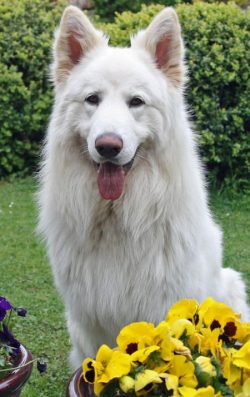 Sheepdogs have trimmed claws, as a rule, once a month and a half, a claw cutter is used for this ...