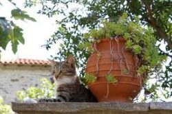 In a home where small rodents are a nuisance, Aegean cats are indispensable helpers.