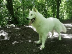 Shepherd dogs need regular exercise and should be taken for a walk at least three times a day. 