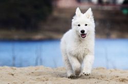 The dog will be delighted if, while walking, he gets the opportunity to run after a ball or a st ...