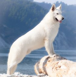 The white Swiss shepherd has a good appetite, and it is picky about food. 