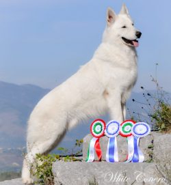 Two to four-month-old puppies are fed 4 times a day, and by the age of six months, they graduall ...
