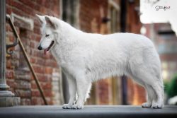 Most of the diet of a dog eating natural foods should be meat – lamb or beef. 