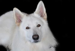 Dry food for the White Swiss Shepherd must be selected. 