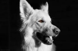 To get started, buy a small bag of certain food for this breed and check how much your pet liked ...