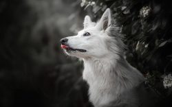 As it has long been known, the white color of a dog does not mean at all that physiological path ...