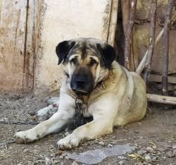 Anatolian Shepherd Dog is an ancient breed of dogs bred on the Anatolian plateau. In Turkey, the ...
