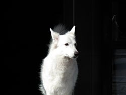 The white Swiss shepherd dog, like the German one, is quite a strong animal, distinguished by go ...