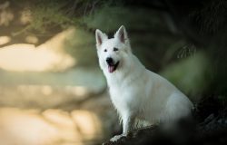 Sheepdogs also have a predisposition to diabetes mellitus and all sorts of allergic reactions. 