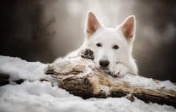 The White Swiss Shepherd is a young breed and is not yet very popular in Russia. 